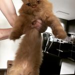 Song Min-ho Instagram - 죠니근황