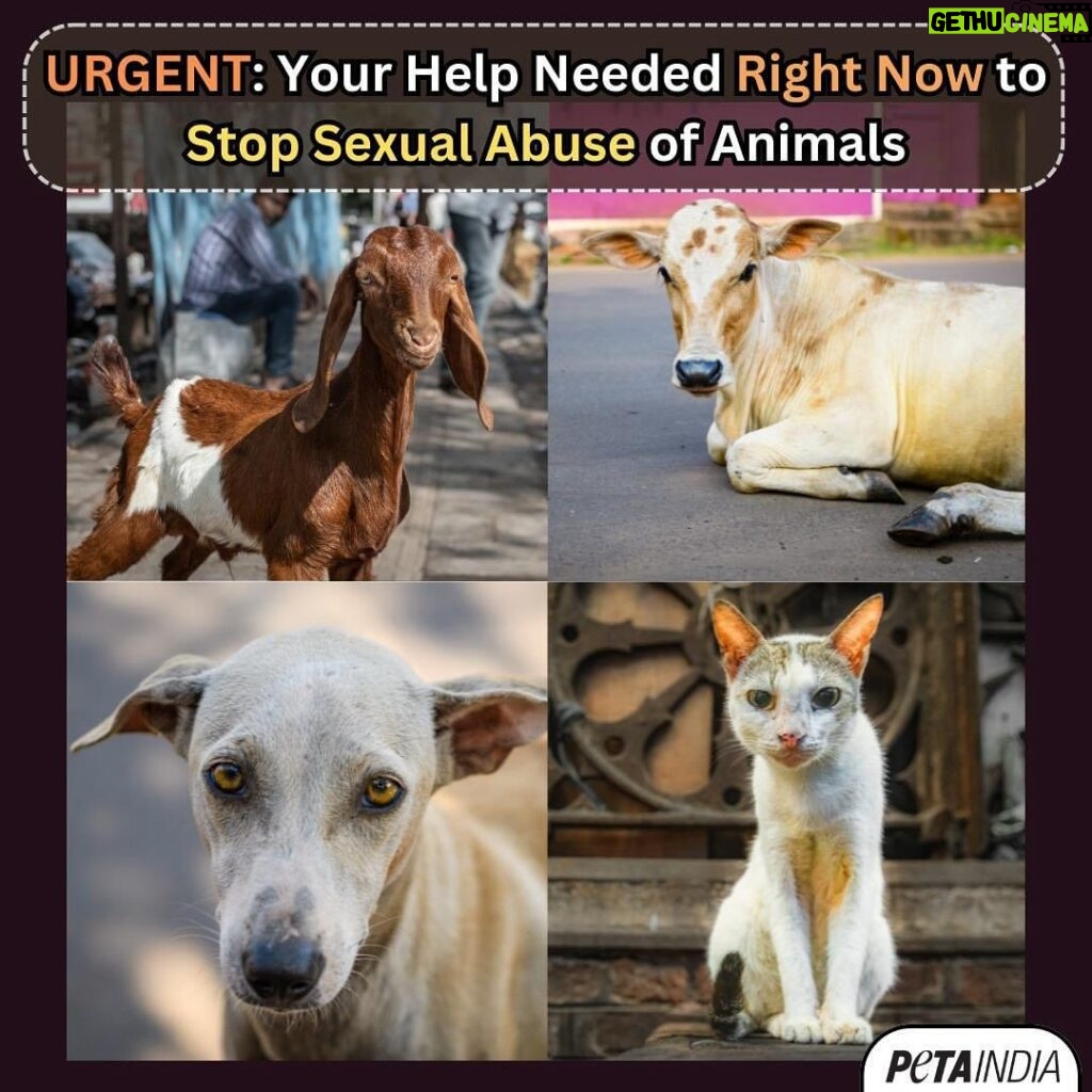 Sonnalli Seygall Instagram - Very worried about this! The animals of Bharat need you! The Bharatiya Nyaya Sanhita (BNS), 2023 has replaced the Indian Penal Code (IPC), 1860. BNS does not contain a provision similar to Section 377 of IPC which penalised acts of sexual abuse against animals. This has led to decriminalisation of sexual abuse of animals, enabling abusers to go scot-free. Please help safeguard animals from sexual abuse by signing and sharing this petition directed to the Honourable Union Home Minister urging him to amend BNS, 2023 to include a provision penalising sexual abuse of animals: https://petain.vg/8ly Honourable @amitshahofficial ji, please ensure same safeguard animals get from IPC Sec 377. #StopAnimalRape @petaindia @ashar_meet thank you for always being the voice for the voiceless ! Let’s do this 🙏