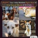 Sonnalli Seygall Instagram – Very worried about this! The animals of Bharat need you! The Bharatiya Nyaya Sanhita (BNS), 2023 has replaced the Indian Penal Code (IPC), 1860. BNS does not contain a provision similar to Section 377 of IPC which penalised acts of sexual abuse against animals. This has led to decriminalisation of sexual abuse of animals, enabling abusers to go scot-free.
Please help safeguard animals from sexual abuse by signing and sharing this petition directed to the Honourable Union Home Minister urging him to amend BNS, 2023 to include a provision penalising sexual abuse of animals: https://petain.vg/8ly
Honourable @amitshahofficial ji, please ensure same safeguard animals get from IPC Sec 377. #StopAnimalRape

@petaindia @ashar_meet thank you for always being the voice for the voiceless ! 

Let’s do this 🙏