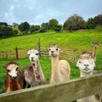 Sonnalli Seygall Instagram - Meet my new best friends 💁‍♀️ Alpacas! Alpaca charecteristics- “Shy, but very curious, quiet, and intelligent”. Somehow I identify with all of the above 💁‍♀️ #newzealandfinds #alpacafarm #cuteanimals New Zealand