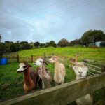 Sonnalli Seygall Instagram - Meet my new best friends 💁‍♀️ Alpacas! Alpaca charecteristics- “Shy, but very curious, quiet, and intelligent”. Somehow I identify with all of the above 💁‍♀️ #newzealandfinds #alpacafarm #cuteanimals New Zealand