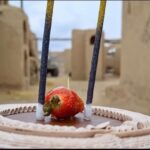Soroush Jamshidy Instagram - سکانس ۱۴۰۲/۱۲/۲۰ / روز / داخلی - خارجی دوربین بیرون یکی از اتاقهای داخل لوکیشن قراردارد عوامل در ظاهر آماده گرفتن سکانسی هستن من بی خبر از همه جا آماده ام برای ورود به اتاق و گفتن دیالوگهایم سه دو یک ، حرکت کارگردان به من ورود به صحنه را اعلام میکند من وارد اتاق میشوم و شروع به دیالوگ گفتن میکنم غافل از اینکه بیرون چه خبر است دو تا از بچه های صحنه با عجله پتویی را در مقابل در ورودی اتاق میگیرند تا من اتفاقات بیرون را نبینم با شمردن مدیر برنامه ریزی پروژه ، مسعود حقی ، پتو کنار میرود و… از تک تک بچه های پروژه که به یادم بودن و‌ تولدم رو امسال سر کار جشن گرفتن ، ممنونم قطعا یکی از به یادموندنی ترین تولد های زندگیم خواهد بود خوشحالم از داشتن رفقایی مثل شما و‌خدارو شکر میکنم ممنونم از آقای شیخ طادی عزیز که همیشه همراه هستن ممنونم از آرش مجیدی ، رفیقی خوب و هم بازی ای کاربلد و حرفه ای که به یادم بود ممنونم از آقای کریمی ، مدیر فیلمبرداری دوست داشتنیمون که این لحظه رو با دوربین پروژه ثبت کردن و ممنونم از بچه های گروه کارگردانی و برنامه ریزی، سعید ، حسن و امیر که این ویدئوها رو واسه من گرفتن پ.ن: خدا رو شکر به خاطر همین دلخوشی های کوچیک