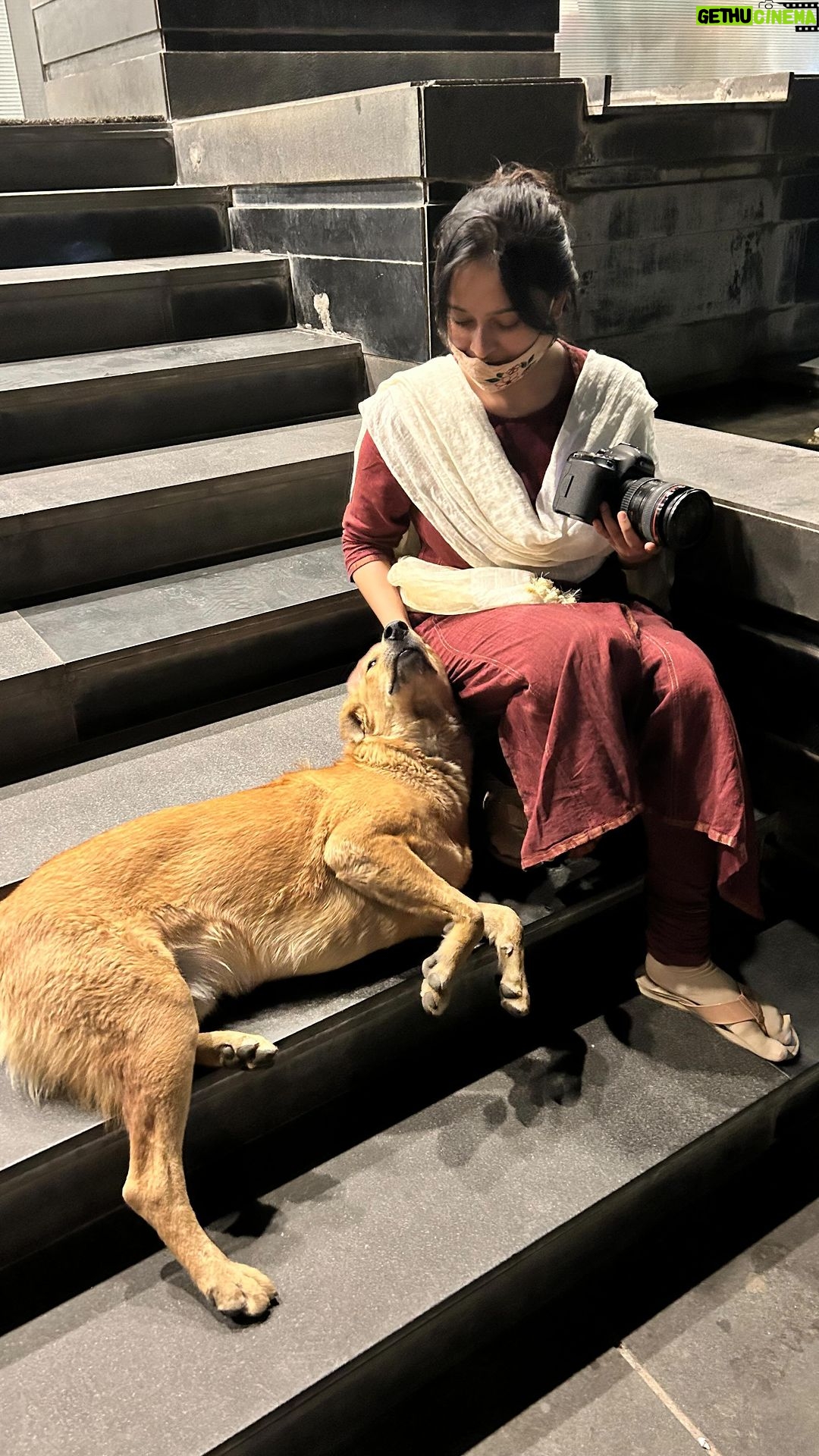 Sri Divya Instagram - The attention-seeking doggo 🐶 truly made our day! 🐾😄 #attentionseeker #cutest #stealinghearts #innocent #dogvideos #love