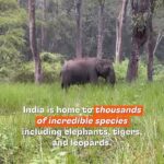 Stefanie Giesinger Instagram – India is home to thousands of incredible species including elephants, tigers, and leopards. But only 5% of land in India is protected for wildlife – which means that India’s people and wildlife must find ways to coexist. Dr. Krithi Karanth and her team at Centre for Wildlife Studies launched Wild Seve to help farmers impacted by wildlife conflict. To learn more about @krithi.karanth and the Centre for Wildlife Studies visit: cwsindia.org And big thanks to my friends at @wildelements for bringing me on this adventure! Kabini