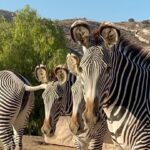 Sterling K. Brown Instagram – Phenomenal time at the San Diego Zoo and Safari Park this weekend! Truly enjoyable and incredibly enriching. Thank you @sdzsafaripark and @sandiegozoo for an unforgettable experience. 

#sandiegozoo
#sdzsafaripark
#wildlifeallies San Diego Safari Park