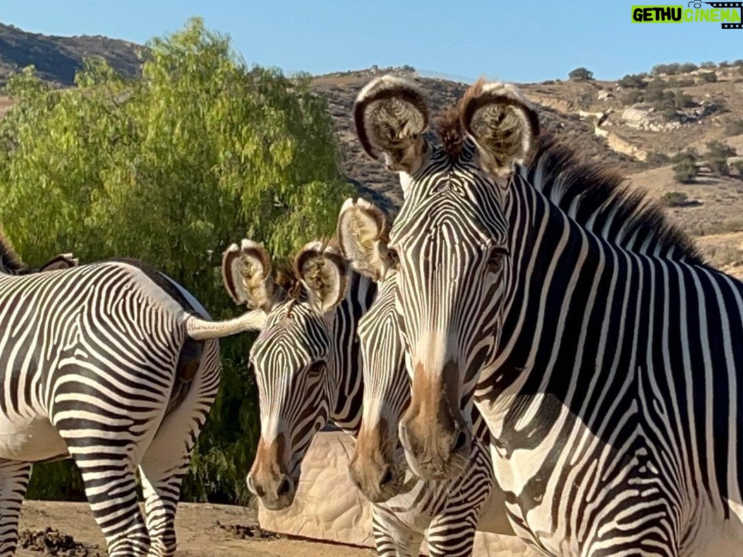 Sterling K. Brown Instagram - Phenomenal time at the San Diego Zoo and Safari Park this weekend! Truly enjoyable and incredibly enriching. Thank you @sdzsafaripark and @sandiegozoo for an unforgettable experience. #sandiegozoo #sdzsafaripark #wildlifeallies San Diego Safari Park