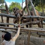 Sterling K. Brown Instagram – Phenomenal time at the San Diego Zoo and Safari Park this weekend! Truly enjoyable and incredibly enriching. Thank you @sdzsafaripark and @sandiegozoo for an unforgettable experience. 

#sandiegozoo
#sdzsafaripark
#wildlifeallies San Diego Safari Park