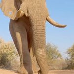 Steve-O Instagram – Get a load of this elephant schlong, captured by @Richard.Degouveia in this video! Great work, Richard, thank you!!!