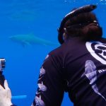 Steve Aoki Instagram - Face to face with a tiger shark 🦈 these majestic beautiful creatures are threatened. Only 30,000 of them are around today. Protect sharks at all cost! Thank u @oceanramsey @juansharks for a lifetime of an experience.