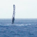 Steve Aoki Instagram - Ever wonder what a whale sounds like 🐳 #whalewatching