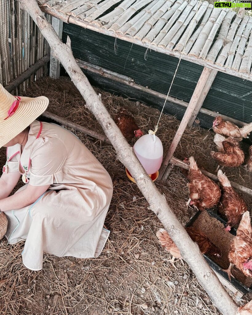 Sudarat Butrprom Instagram - รักเราให้เลี้ยงไก่ รักไหมให้เลี้ยงป่าว 🪿🐥🐣🦆🐤🐦🪿🐧🐔🐣🐥🪿🦆🐤🐦🦆 #สายเปย์