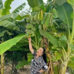 Sudarat Butrprom Instagram - จงทำตัวให้เหมือนต้นกล้วย มีค่าทุกส่วน มีคุณทุกเรื่อง 🍌🍌🍌🍌🍌🍌🍌🍌🍌🍌🍌🍌🍌🍌🍌
