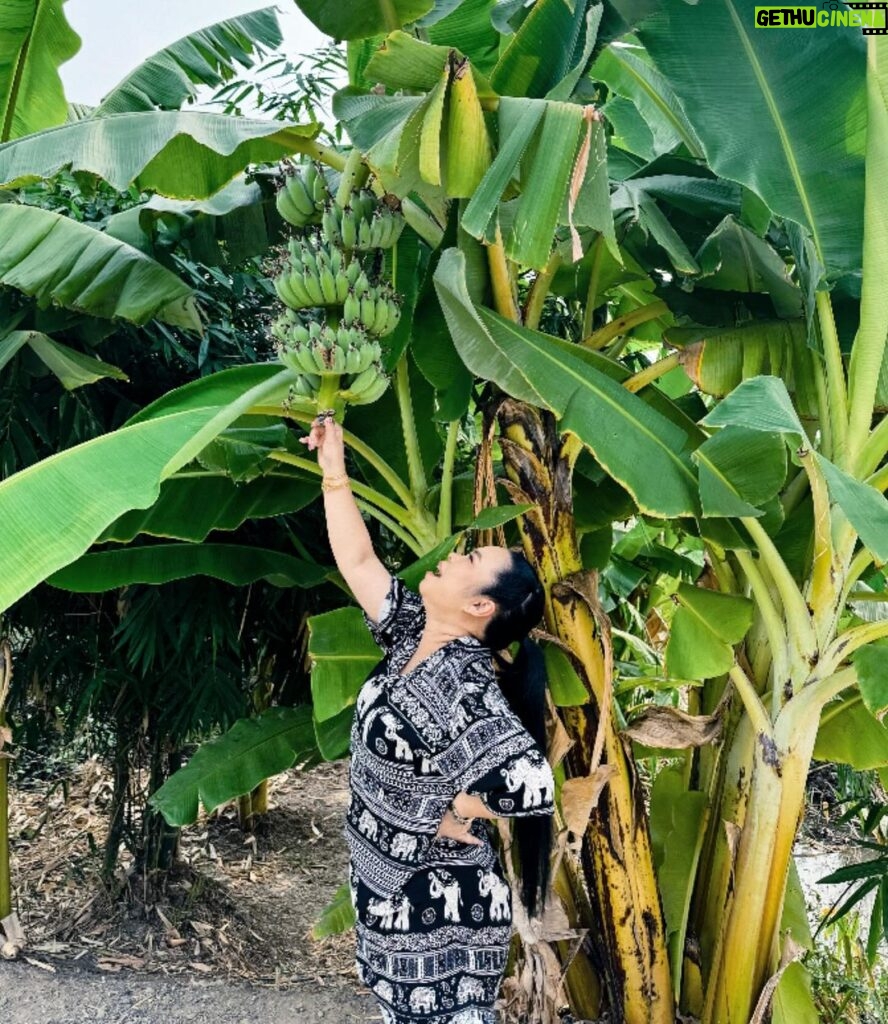 Sudarat Butrprom Instagram - จงทำตัวให้เหมือนต้นกล้วย มีค่าทุกส่วน มีคุณทุกเรื่อง 🍌🍌🍌🍌🍌🍌🍌🍌🍌🍌🍌🍌🍌🍌🍌