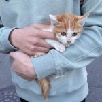 Suho Instagram - 안녕하세요 캣파파 선우입니다🐱