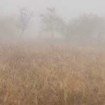 Sumona Chakravarti Instagram – Winter. Fog. Rain. Tiger. Bonfire. Butter Chicken. 
Night Safari. Forest. Leopard. Khajuraho temple. 
Good start to 2024. 
Happy New Year ✨