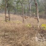 Sumona Chakravarti Instagram – Winter. Fog. Rain. Tiger. Bonfire. Butter Chicken. 
Night Safari. Forest. Leopard. Khajuraho temple. 
Good start to 2024. 
Happy New Year ✨