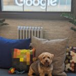 Sundar Pichai Instagram - Seeing #dooglers at the office is definitely a highlight of returning to campus! Thanks to Diana, Peter, Carter, Chris, Olivia, Juan, Tatiana, and Traci for sharing these pics:) #nationaldogday #teampixel