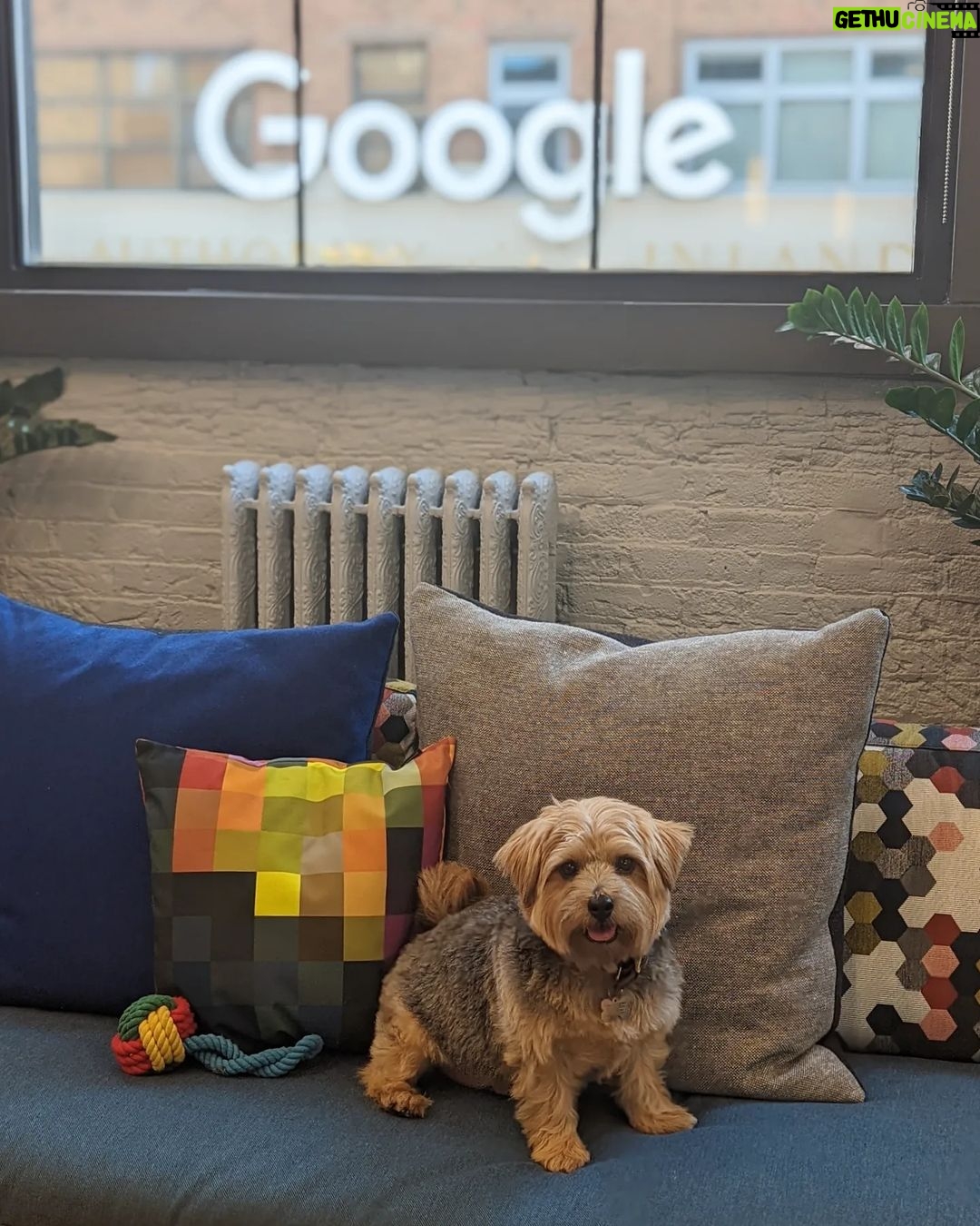 Sundar Pichai - 183.8K Likes - Seeing #dooglers at the office is definitely a highlight of returning to campus! Thanks to Diana, Peter, Carter, Chris, Olivia, Juan, Tatiana, and Traci for sharing these pics:) #nationaldogday #teampixel