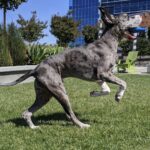 Sundar Pichai Instagram - Seeing #dooglers at the office is definitely a highlight of returning to campus! Thanks to Diana, Peter, Carter, Chris, Olivia, Juan, Tatiana, and Traci for sharing these pics:) #nationaldogday #teampixel