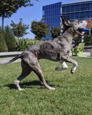 Sundar Pichai Instagram - Seeing #dooglers at the office is definitely a highlight of returning to campus! Thanks to Diana, Peter, Carter, Chris, Olivia, Juan, Tatiana, and Traci for sharing these pics:) #nationaldogday #teampixel