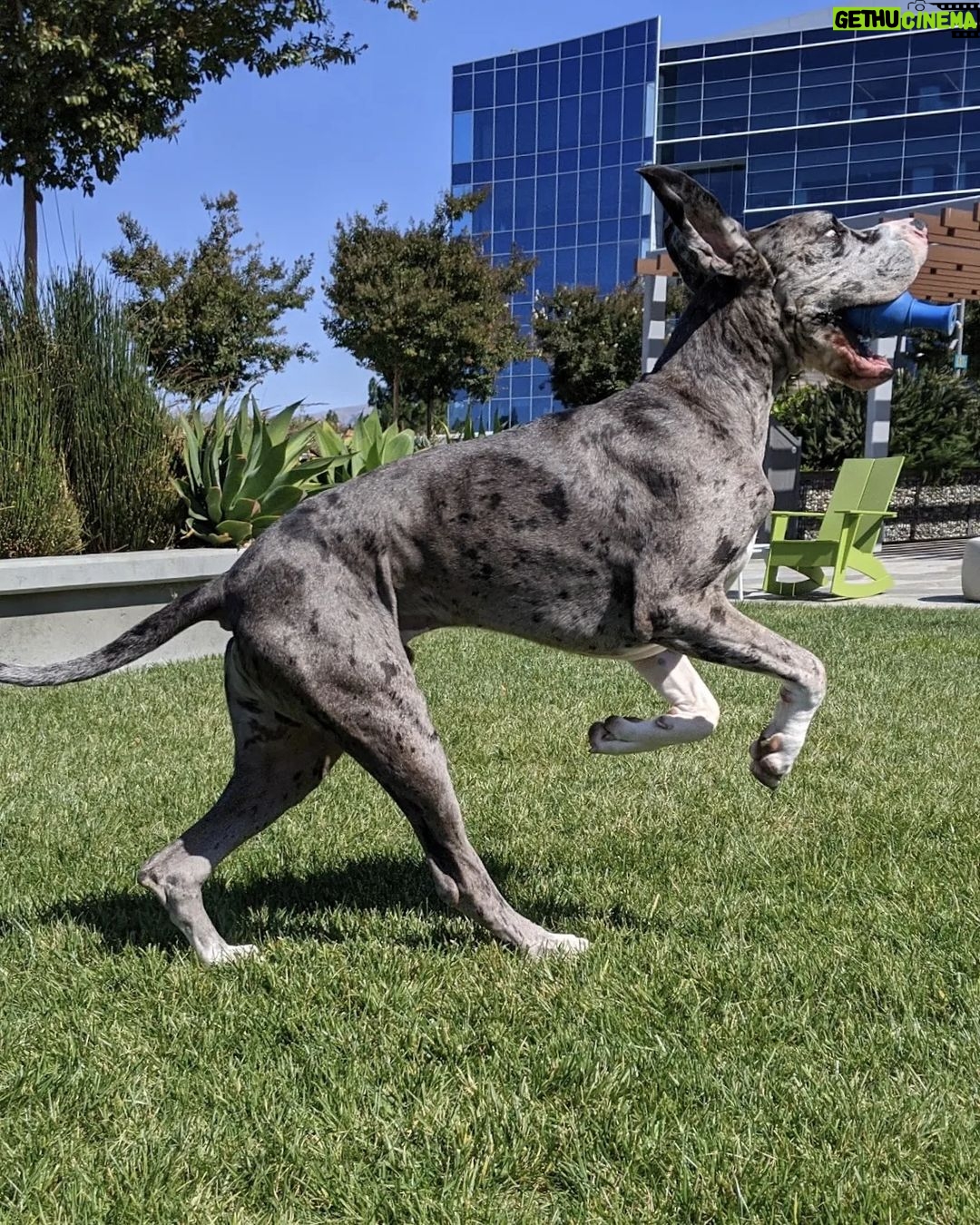 Sundar Pichai - 183.8K Likes - Seeing #dooglers at the office is definitely a highlight of returning to campus! Thanks to Diana, Peter, Carter, Chris, Olivia, Juan, Tatiana, and Traci for sharing these pics:) #nationaldogday #teampixel