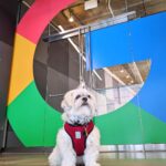 Sundar Pichai Instagram - Seeing #dooglers at the office is definitely a highlight of returning to campus! Thanks to Diana, Peter, Carter, Chris, Olivia, Juan, Tatiana, and Traci for sharing these pics:) #nationaldogday #teampixel