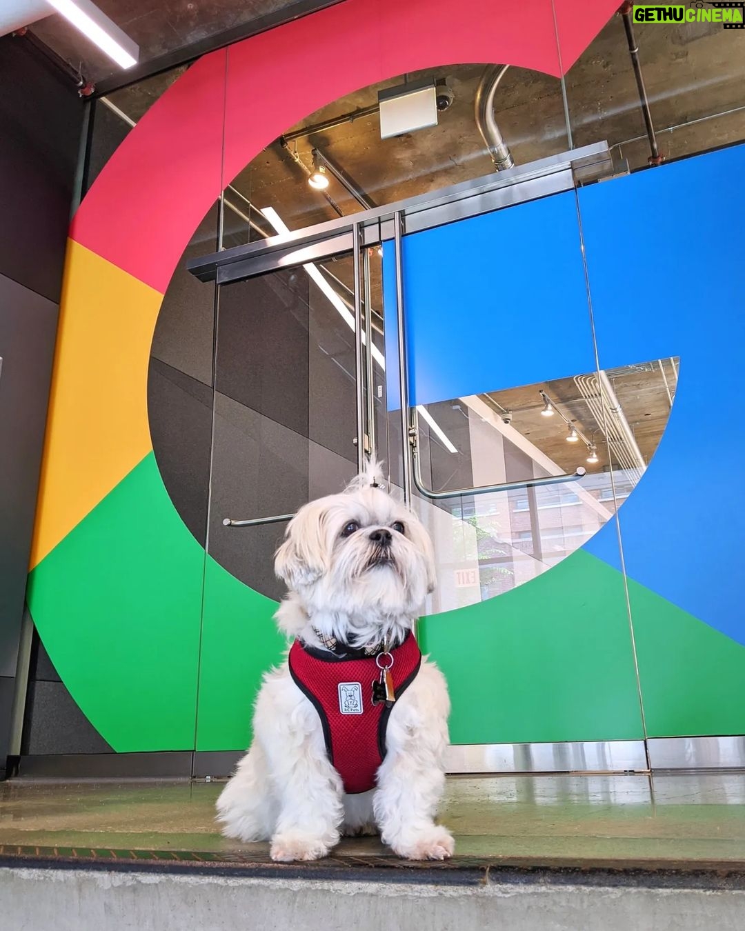 Sundar Pichai - 183.8K Likes - Seeing #dooglers at the office is definitely a highlight of returning to campus! Thanks to Diana, Peter, Carter, Chris, Olivia, Juan, Tatiana, and Traci for sharing these pics:) #nationaldogday #teampixel