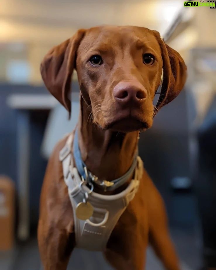 Sundar Pichai - 183.8K Likes - Seeing #dooglers at the office is definitely a highlight of returning to campus! Thanks to Diana, Peter, Carter, Chris, Olivia, Juan, Tatiana, and Traci for sharing these pics:) #nationaldogday #teampixel