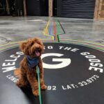 Sundar Pichai Instagram - Seeing #dooglers at the office is definitely a highlight of returning to campus! Thanks to Diana, Peter, Carter, Chris, Olivia, Juan, Tatiana, and Traci for sharing these pics:) #nationaldogday #teampixel