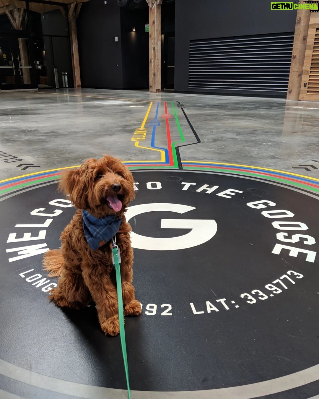Sundar Pichai - 183.8K Likes - Seeing #dooglers at the office is definitely a highlight of returning to campus! Thanks to Diana, Peter, Carter, Chris, Olivia, Juan, Tatiana, and Traci for sharing these pics:) #nationaldogday #teampixel