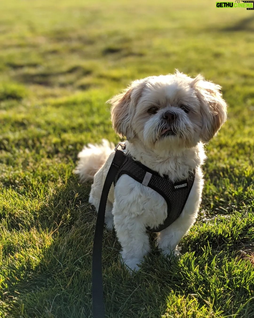 Sundar Pichai - 183.8K Likes - Seeing #dooglers at the office is definitely a highlight of returning to campus! Thanks to Diana, Peter, Carter, Chris, Olivia, Juan, Tatiana, and Traci for sharing these pics:) #nationaldogday #teampixel