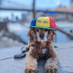 Sundar Pichai Instagram - Seeing #dooglers at the office is definitely a highlight of returning to campus! Thanks to Diana, Peter, Carter, Chris, Olivia, Juan, Tatiana, and Traci for sharing these pics:) #nationaldogday #teampixel