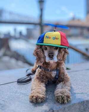Sundar Pichai Instagram - Seeing #dooglers at the office is definitely a highlight of returning to campus! Thanks to Diana, Peter, Carter, Chris, Olivia, Juan, Tatiana, and Traci for sharing these pics:) #nationaldogday #teampixel