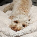 Sundar Pichai Instagram - Convinced that #NationalPuppyDay is just another excuse to post cute dog pics, but count me in:) #Jeffree