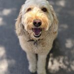 Sundar Pichai Instagram - Jeffree says hi! #nationaldogday