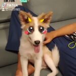 Sung Hoon Instagram – #평생함께 #부비부비 #틱톡아지냥이 #반려동물 #유기견