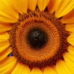 Sunil Grover Instagram – The sunflower secrets are no longer hidden! The world knows it and loves it too! 🙌 🤩

Watch #SunflowerS2 streaming only on #ZEE5

#Sunflower

@adah_ki_adah @ranvirshorey
@vikas71 @parmarchaitally @navingujral @mukulchadda @ashishvidyarthi1 @shonalinagrani @sonaljhaofficial @radhabhatt @salk.04 @officialashwinkaushal @reliance.entertainment #GoodCo @virajsawant @sarkarshibasish @ria.nalavade @girishkulkarni1 @manish_kalra_ @nimishalok @surryamenen @duhjizzy @navagat_p @zee5 @zee5global