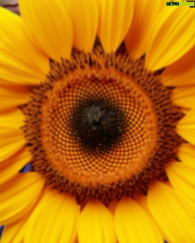 Sunil Grover Instagram - The sunflower secrets are no longer hidden! The world knows it and loves it too! 🙌 🤩 Watch #SunflowerS2 streaming only on #ZEE5 #Sunflower @adah_ki_adah @ranvirshorey @vikas71 @parmarchaitally @navingujral @mukulchadda @ashishvidyarthi1 @shonalinagrani @sonaljhaofficial @radhabhatt @salk.04 @officialashwinkaushal @reliance.entertainment #GoodCo @virajsawant @sarkarshibasish @ria.nalavade @girishkulkarni1 @manish_kalra_ @nimishalok @surryamenen @duhjizzy @navagat_p @zee5 @zee5global