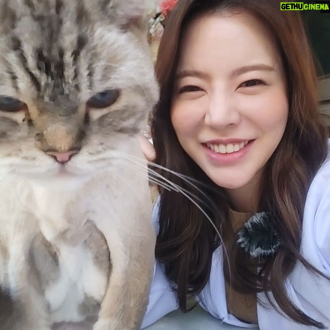 Sunny - 205.9K Likes - #월간멍냥 오늘은 #뚱냥이 연구소!! 집사님들 모여라~!!!!! 서른 마리의 냥이들과 랜선 파티 할 사람들 모두모두 모여라~!!!!!