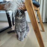 Sunny Instagram – 전 그런 유치한 장난에 넘어가지 않습니뙇!!!!! #행복한뚱냥이 #후추