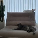 Sunny Instagram – 내 새뀌들.. #소금 #후추