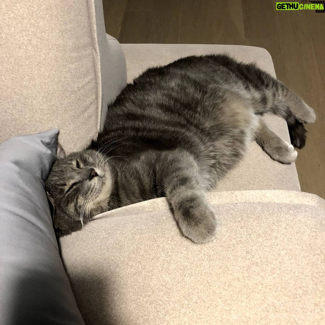 Sunny Instagram - 사람 같이 자네... #과음하고주무시는 #아부지st #행복한뚱냥이 #후추