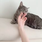 Sunny Instagram - 집사님들 다들 한번씩 해보시잖아요 #주인님 #그루밍 #하실때 #은근슬쩍 #숟가락얹기 #해달라고 #해주는 #착한 #후추 😘