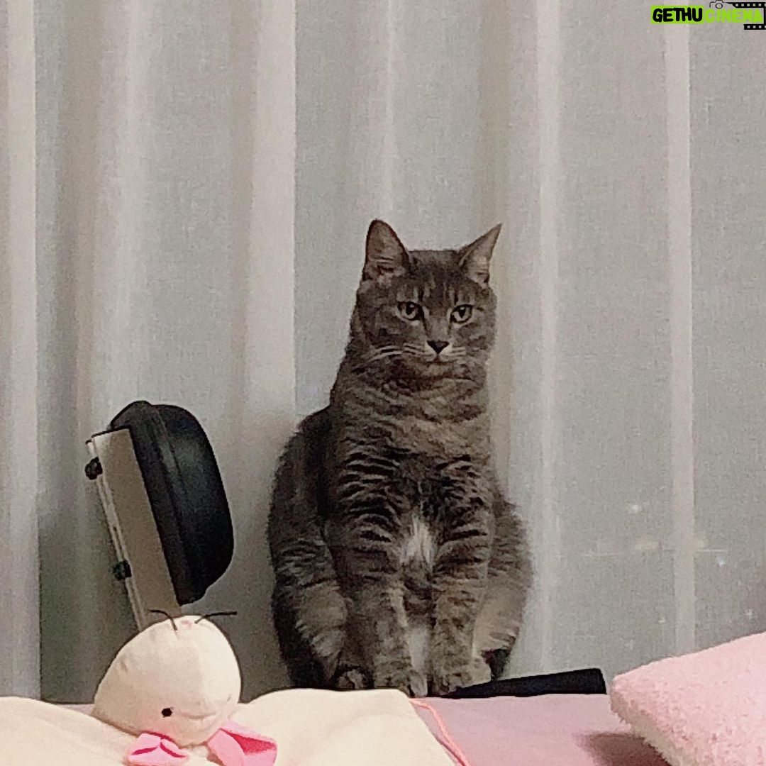 Sunny Instagram - 후..후추야...... 너무 늠름해서 오금이 저린다..... #프로확대범 #나야나 #뚱냥이 #후추