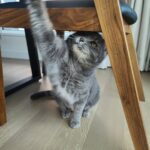 Sunny Instagram - 전 그런 유치한 장난에 넘어가지 않습니뙇!!!!! #행복한뚱냥이 #후추
