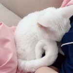 Sunny Instagram - 욘석들.... 애교가 늘었어 아주~~ #소금 #후추 #집순이집사의행복