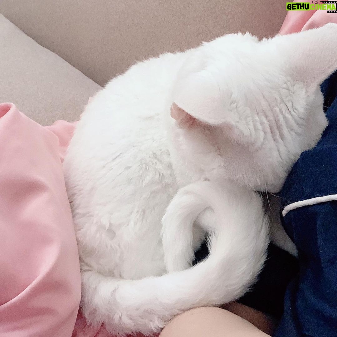 Sunny Instagram - 욘석들.... 애교가 늘었어 아주~~ #소금 #후추 #집순이집사의행복