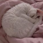 Sunny Instagram - 욘석들.... 애교가 늘었어 아주~~ #소금 #후추 #집순이집사의행복