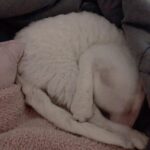Sunny Instagram - 카메라만 켜면 귀신 같이 알고 얼굴을 숨기는 딸랑구 #소금 #도도냥 #까칠냥 하지만 나한테만큼은 #껌딱지 #마마걸 #꾹꾹이대장 #옹알이쟁이 #사랑스러웡