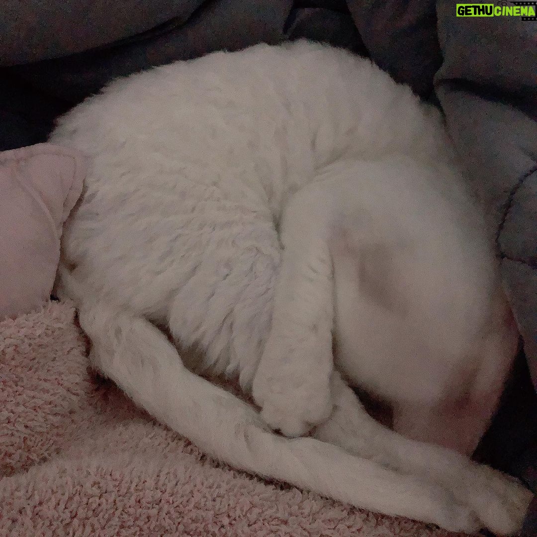 Sunny Instagram - 카메라만 켜면 귀신 같이 알고 얼굴을 숨기는 딸랑구 #소금 #도도냥 #까칠냥 하지만 나한테만큼은 #껌딱지 #마마걸 #꾹꾹이대장 #옹알이쟁이 #사랑스러웡